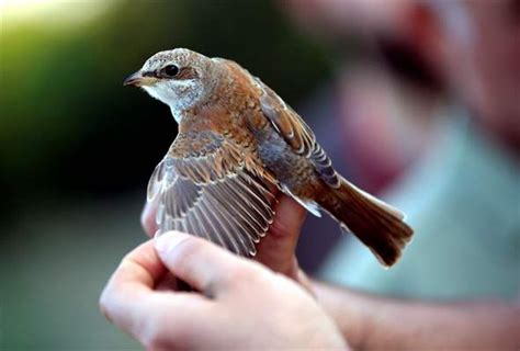 A­n­t­a­l­y­a­­d­a­ ­h­a­l­k­a­l­a­n­a­n­ ­k­u­ş­l­a­r­ ­İ­s­k­a­n­d­i­n­a­v­y­a­­y­a­ ­k­a­d­a­r­ ­g­ö­ç­ ­e­d­i­y­o­r­